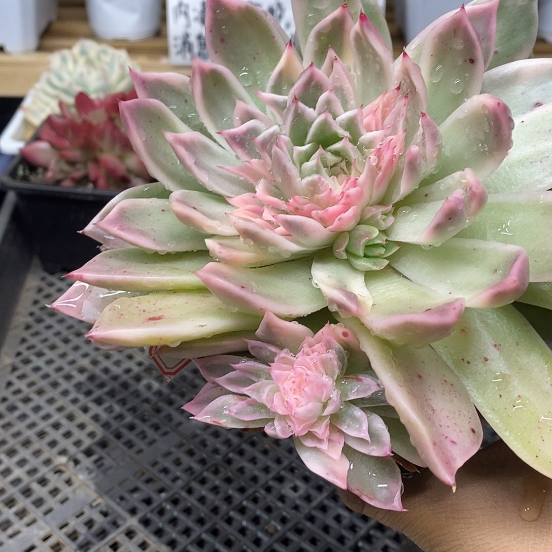 2858 海胆麦秆锦 需延时发货