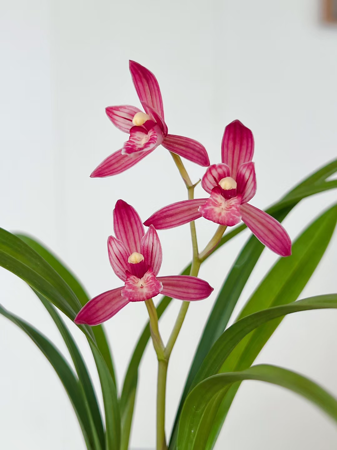 新店开播盆栽兰花，一物一拍牡丹菊凤舞九天开花兰花盆栽室内