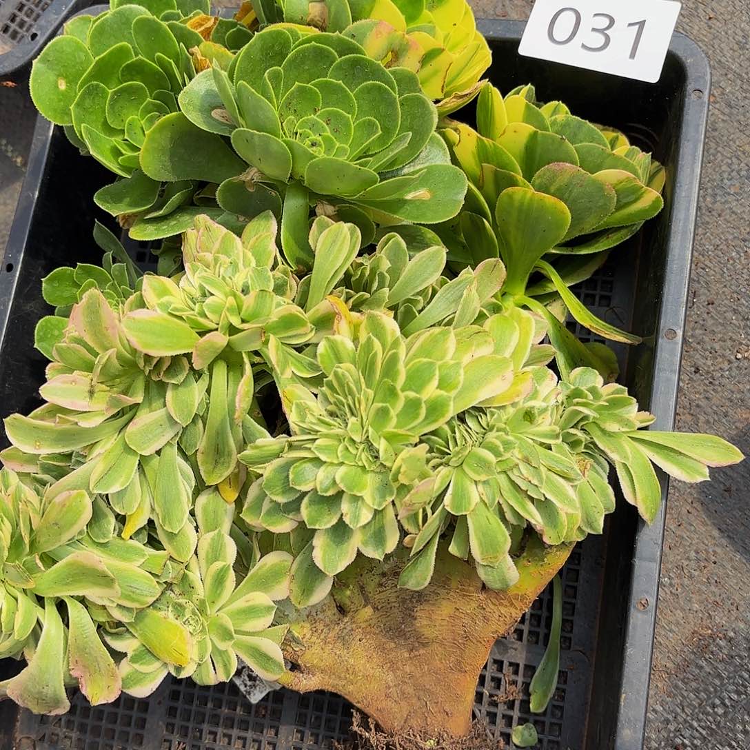 多肉植物福利来031