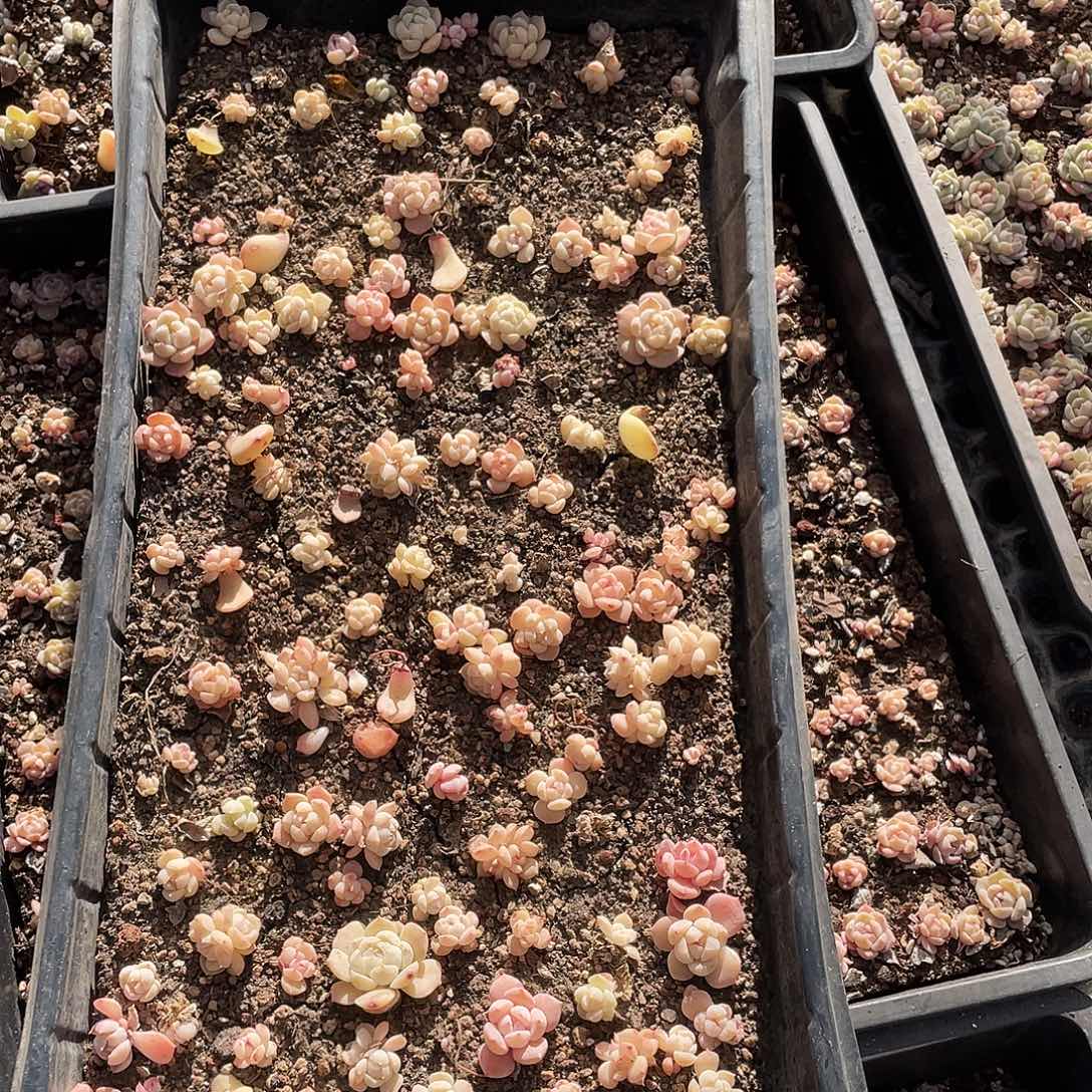 橘***。226。 切盒发货。               