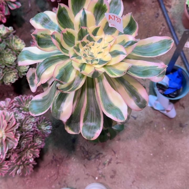 壹***回燕姿锦737多肉植物