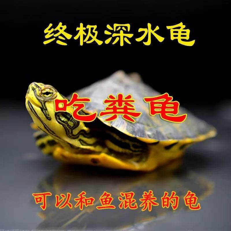 纯种稀有黄耳吃粪龟深水龟可鱼缸混养的观赏宠物小乌龟5-7cm