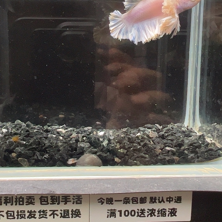 斗鱼跑单拉黑1日54