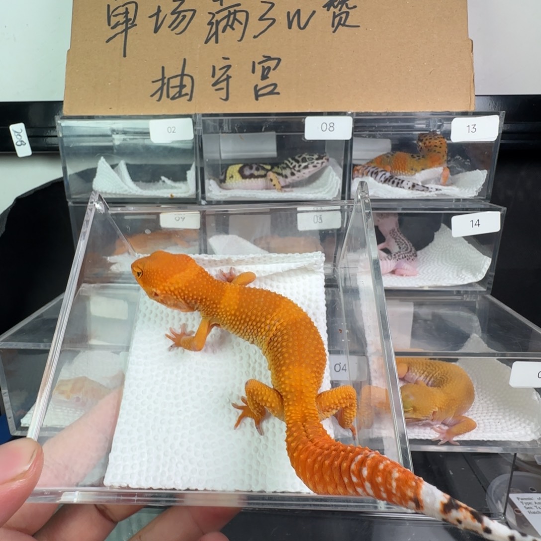 豹纹守宫血蜜橘弟弟