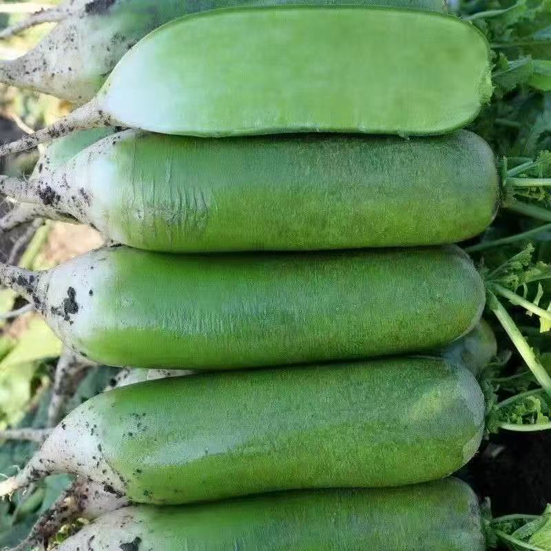 潍坊特产新鲜水果萝卜清甜微辣清脆多汁