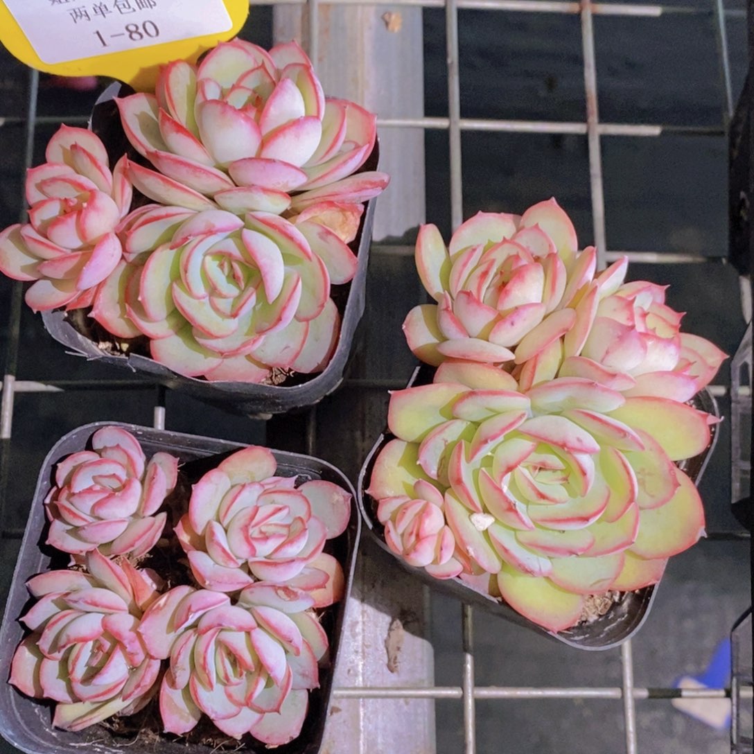 1-80-M小牡丹亭群一个