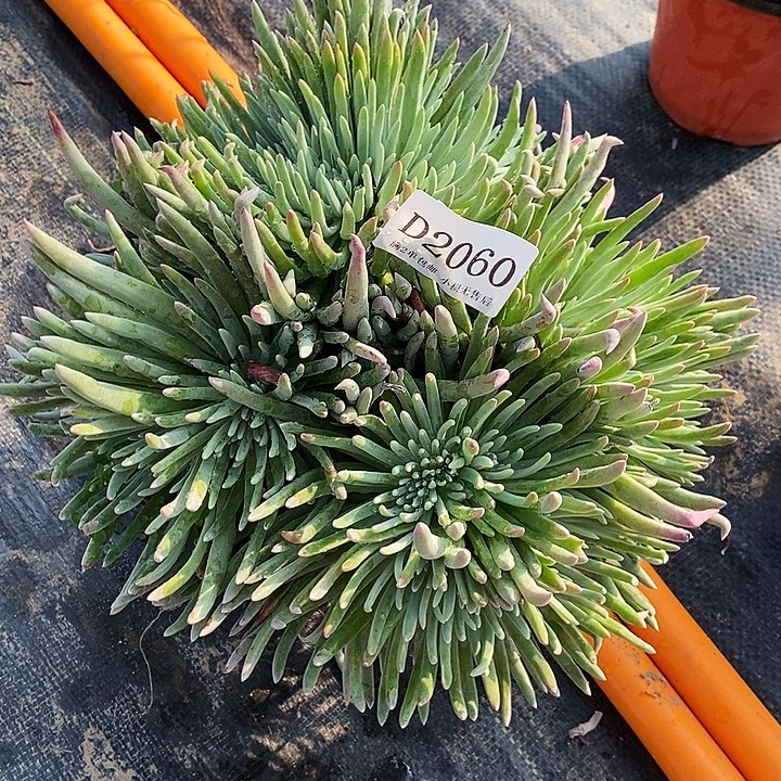 2060爱杜丽丝仙女杯