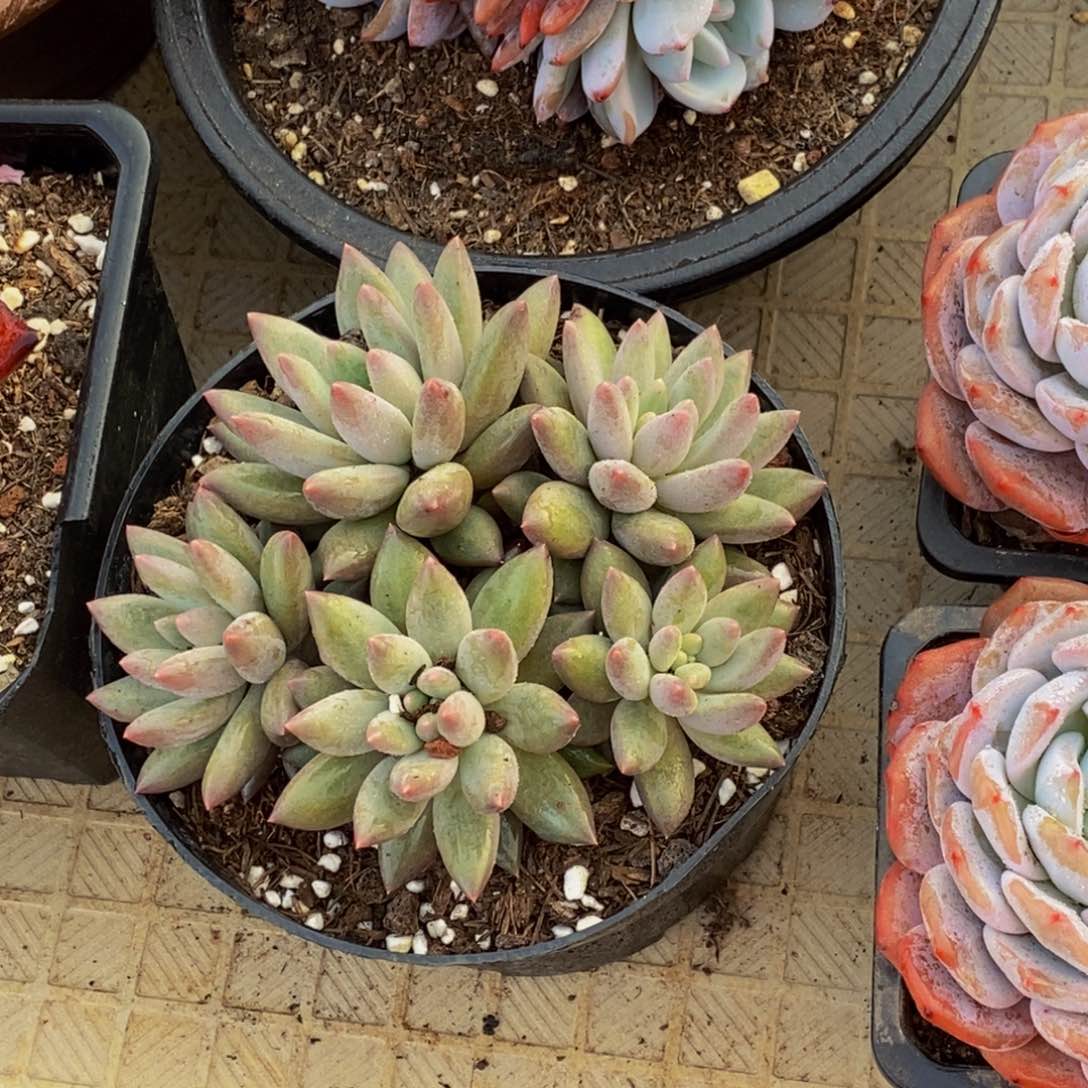 故***肉48包邮一物一拍多肉