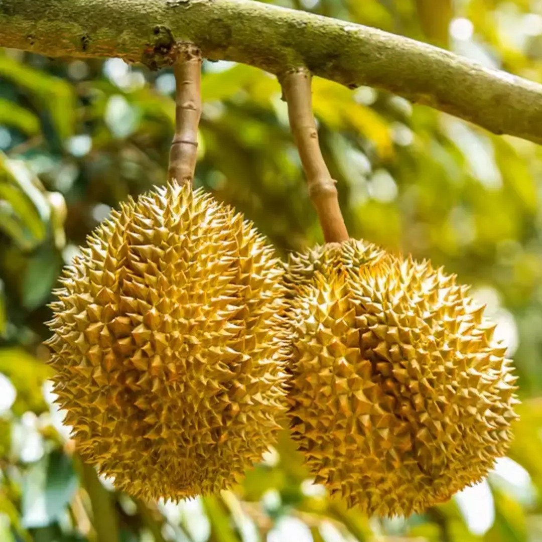 新鲜金枕榴莲59.9元一公斤 果核小产地直采2-3公斤金枕泰国