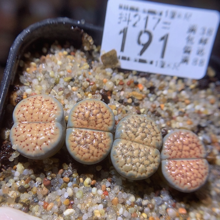 精品生石花217.191德州