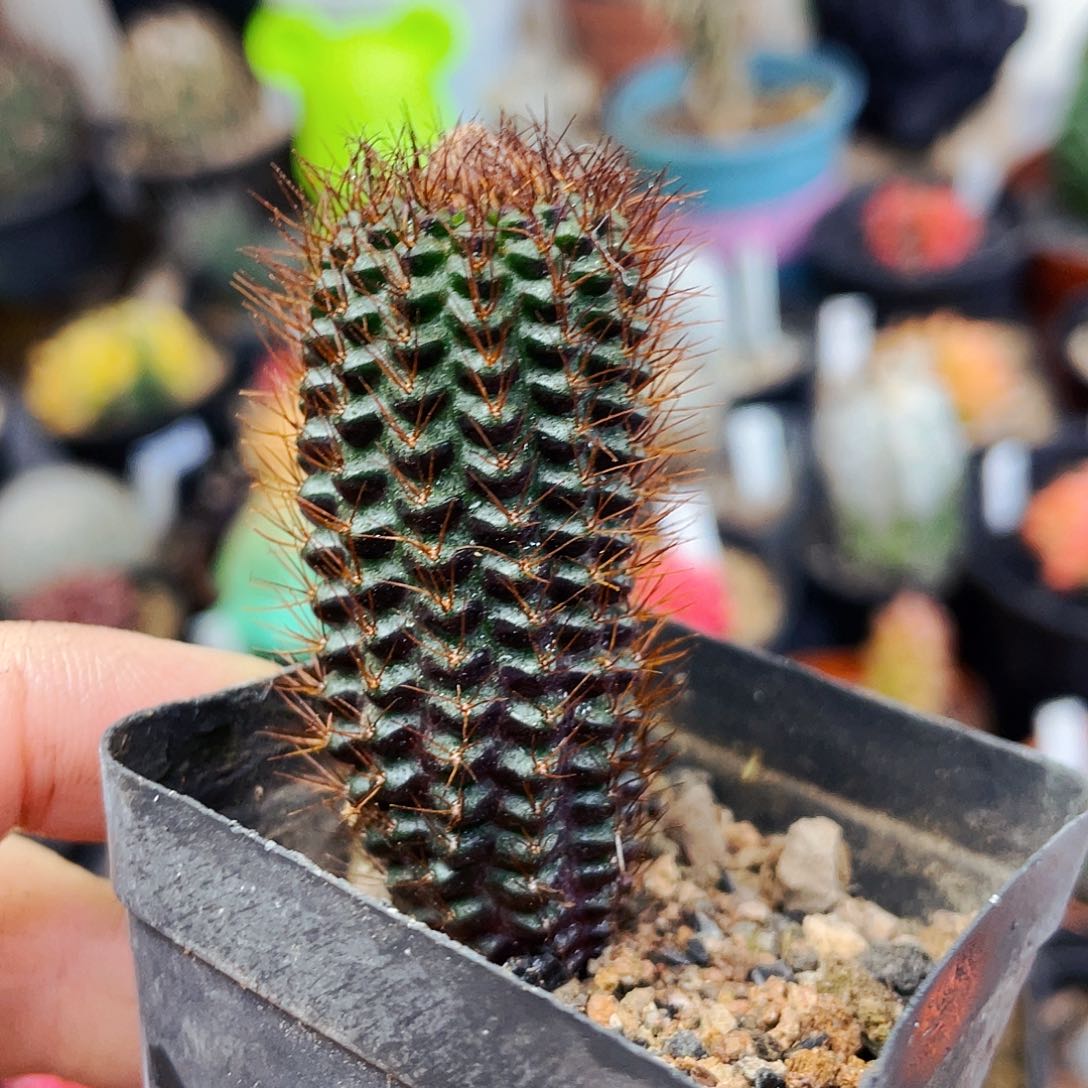 非偏远地区满25包邮仙人球