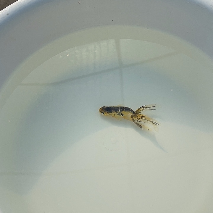 海水鱼精品黑背丹凤