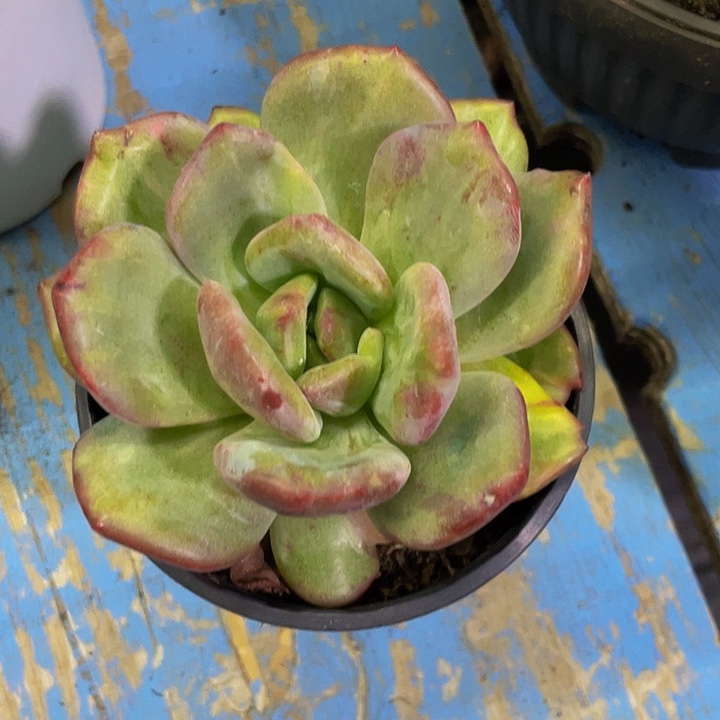 一物一拍香槟石化