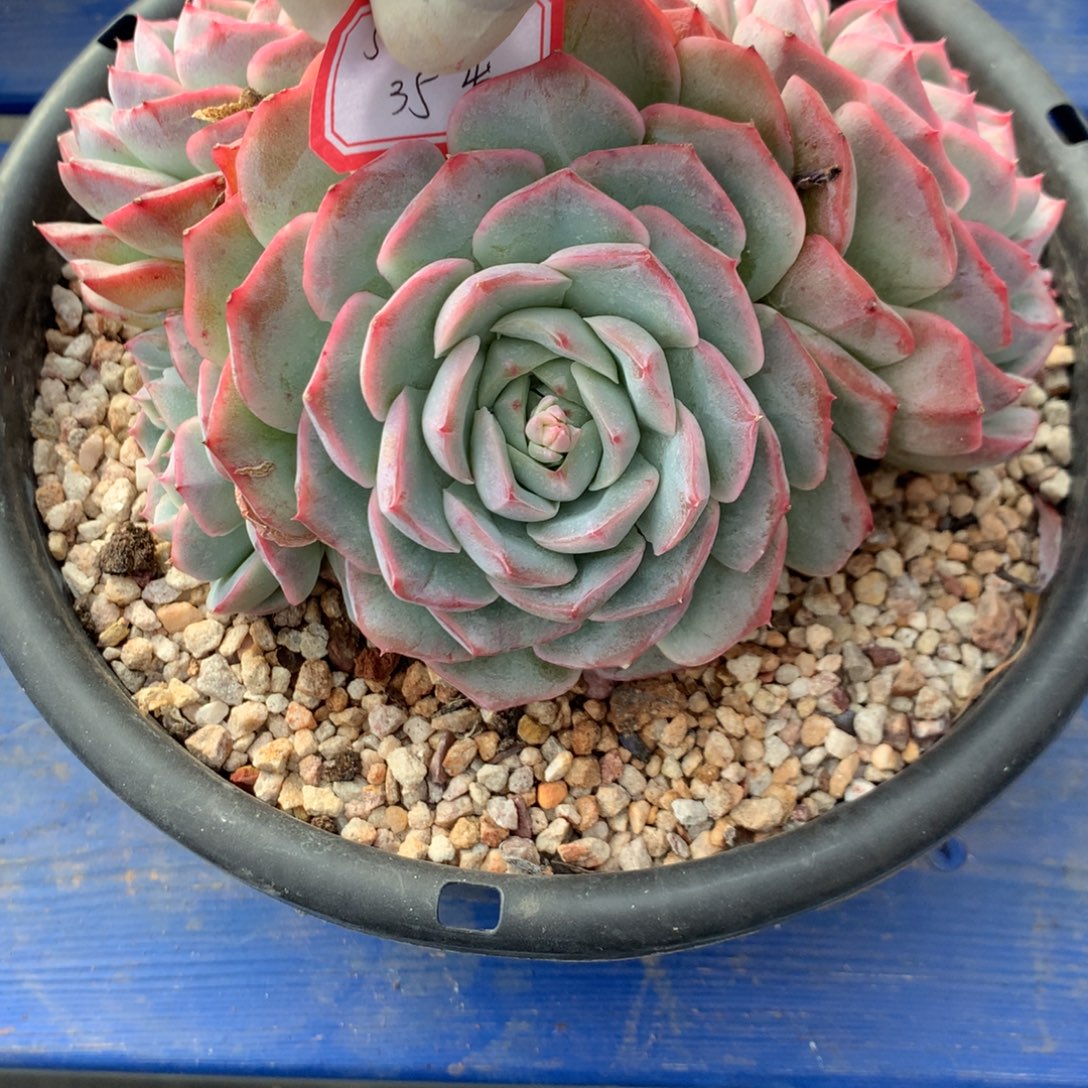 2***6杂交000000000000