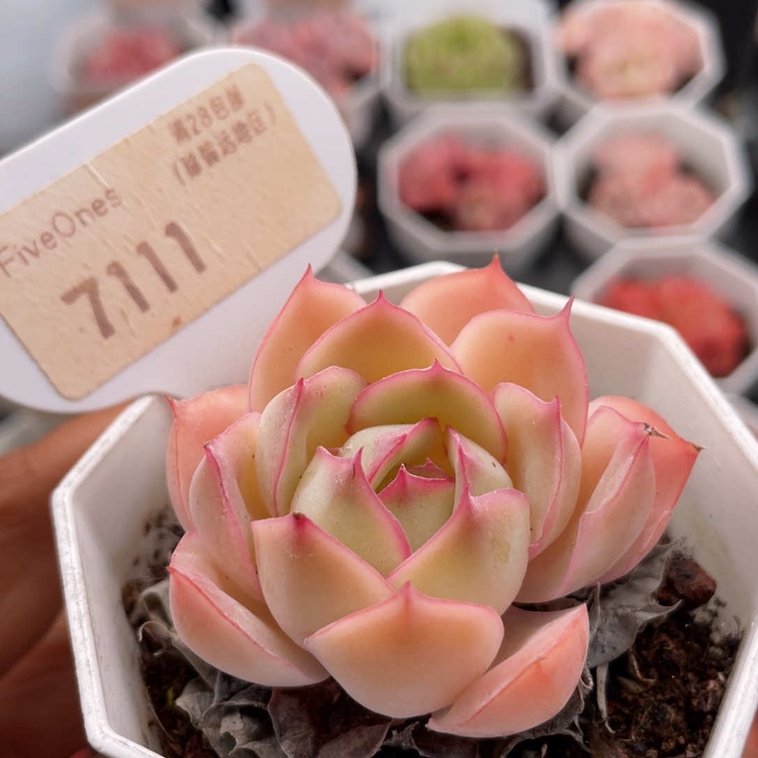 采荷7111-5.0厘米