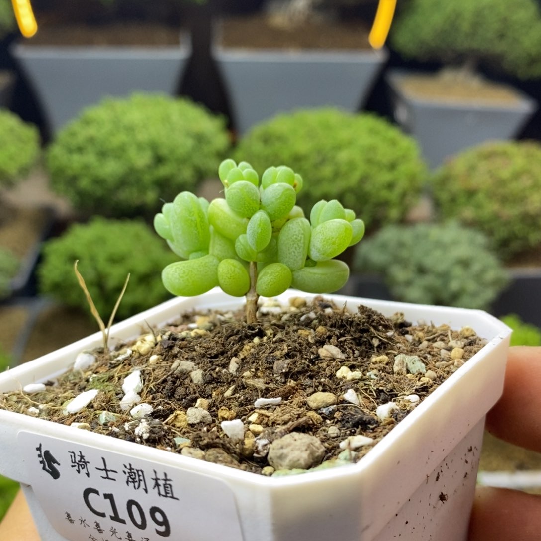 109元宝多肉植物