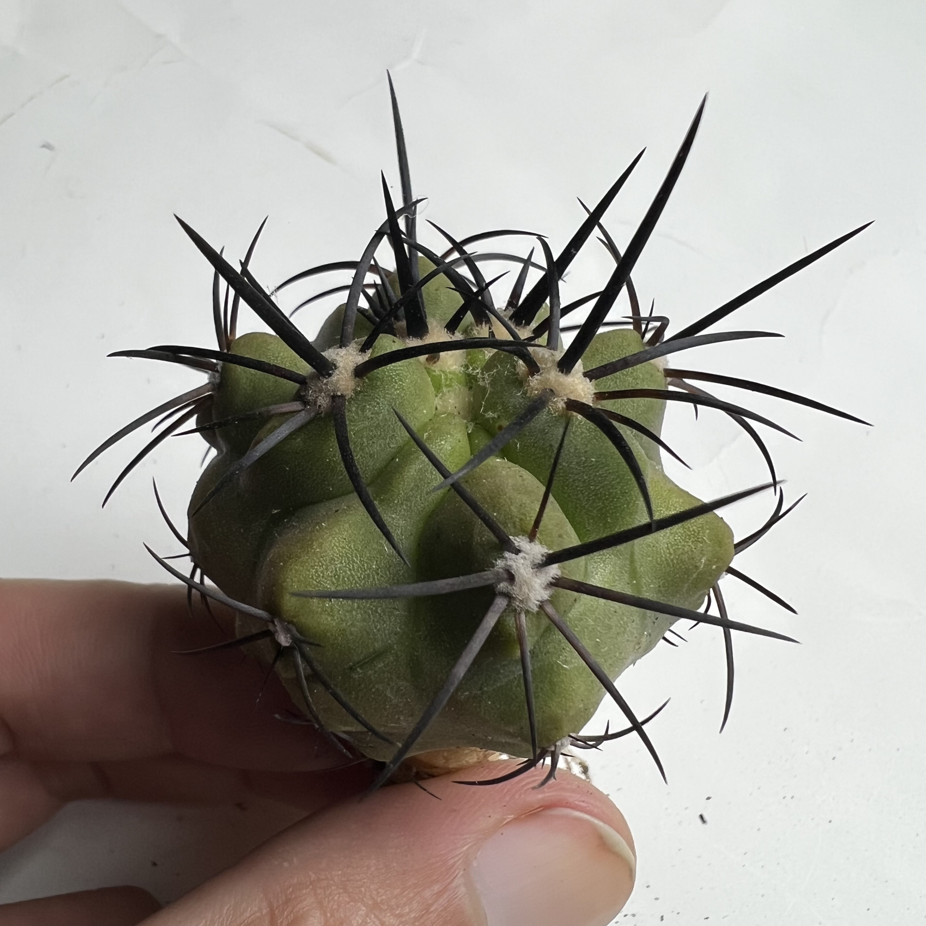 暴龙玉实生龙爪仙人球多肉植物防辐射适合阳台桌面盆栽
