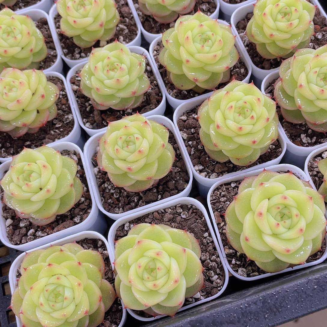 量拍148号 杜若珍妮单头一个