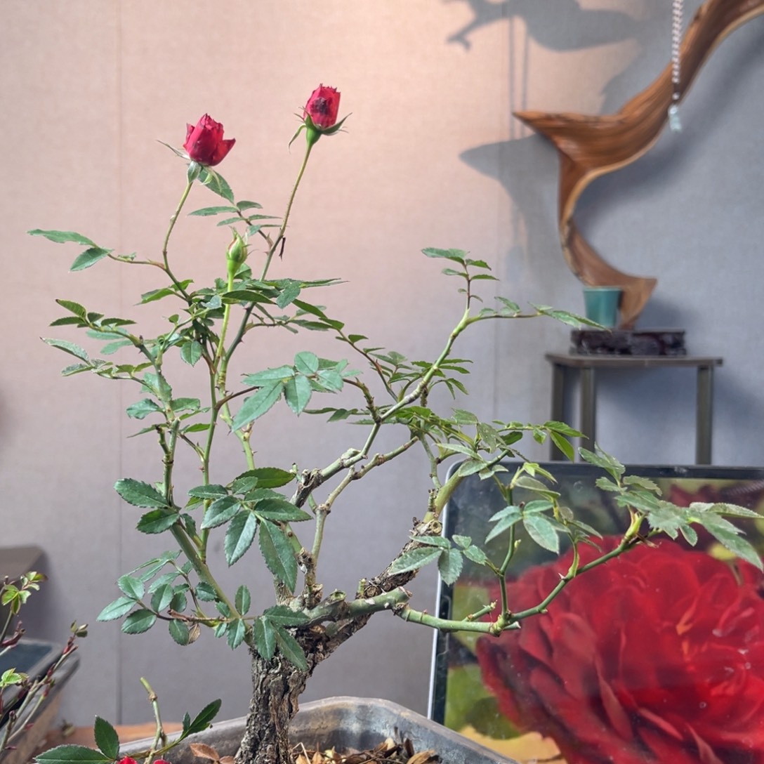 半***）少量花朵（建议范围：2朵-5朵 或40%以下）