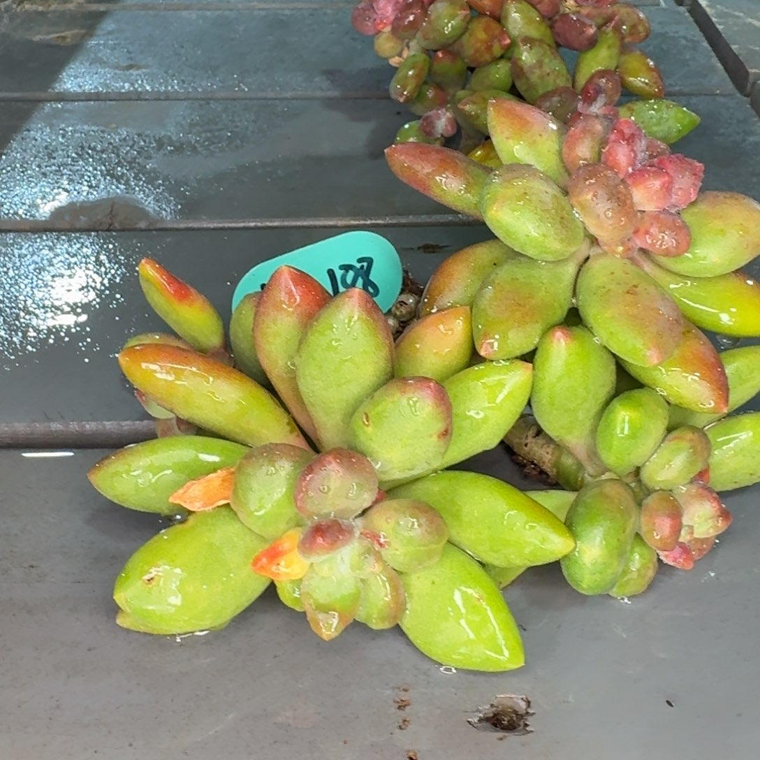 从前慢多肉精选编号0102.188