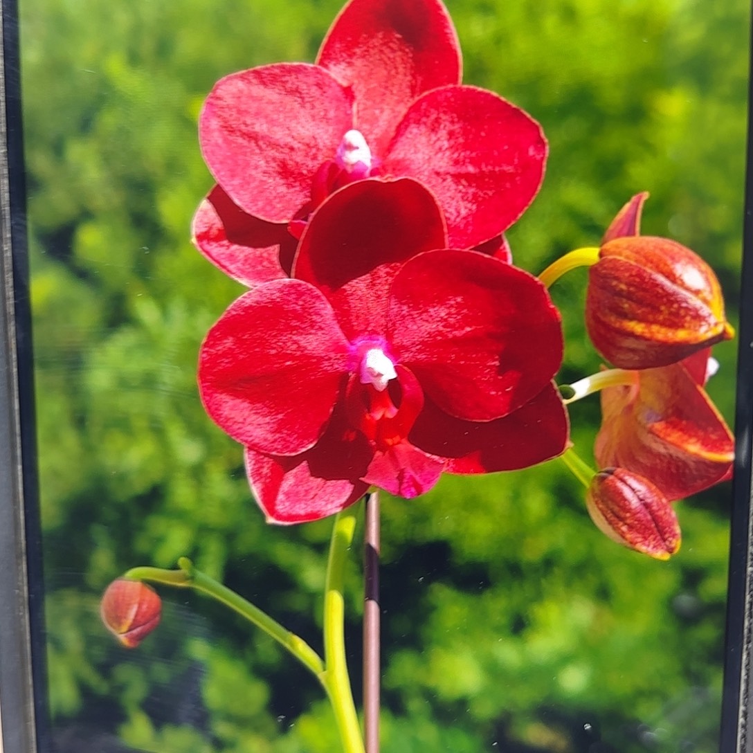 当前无花栽培后可以开花美杜莎