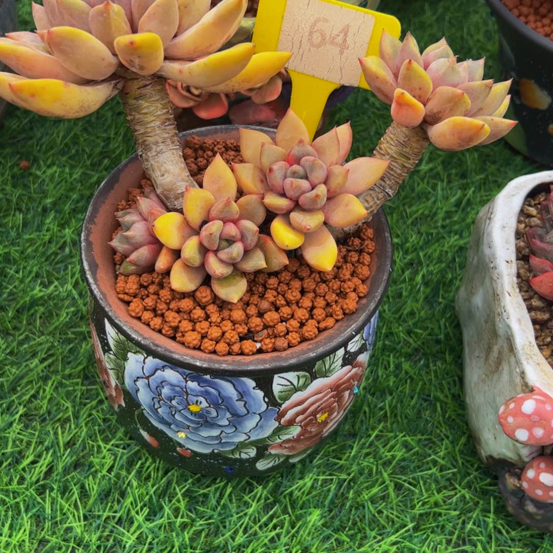 红*红象牙小老桩64号多肉