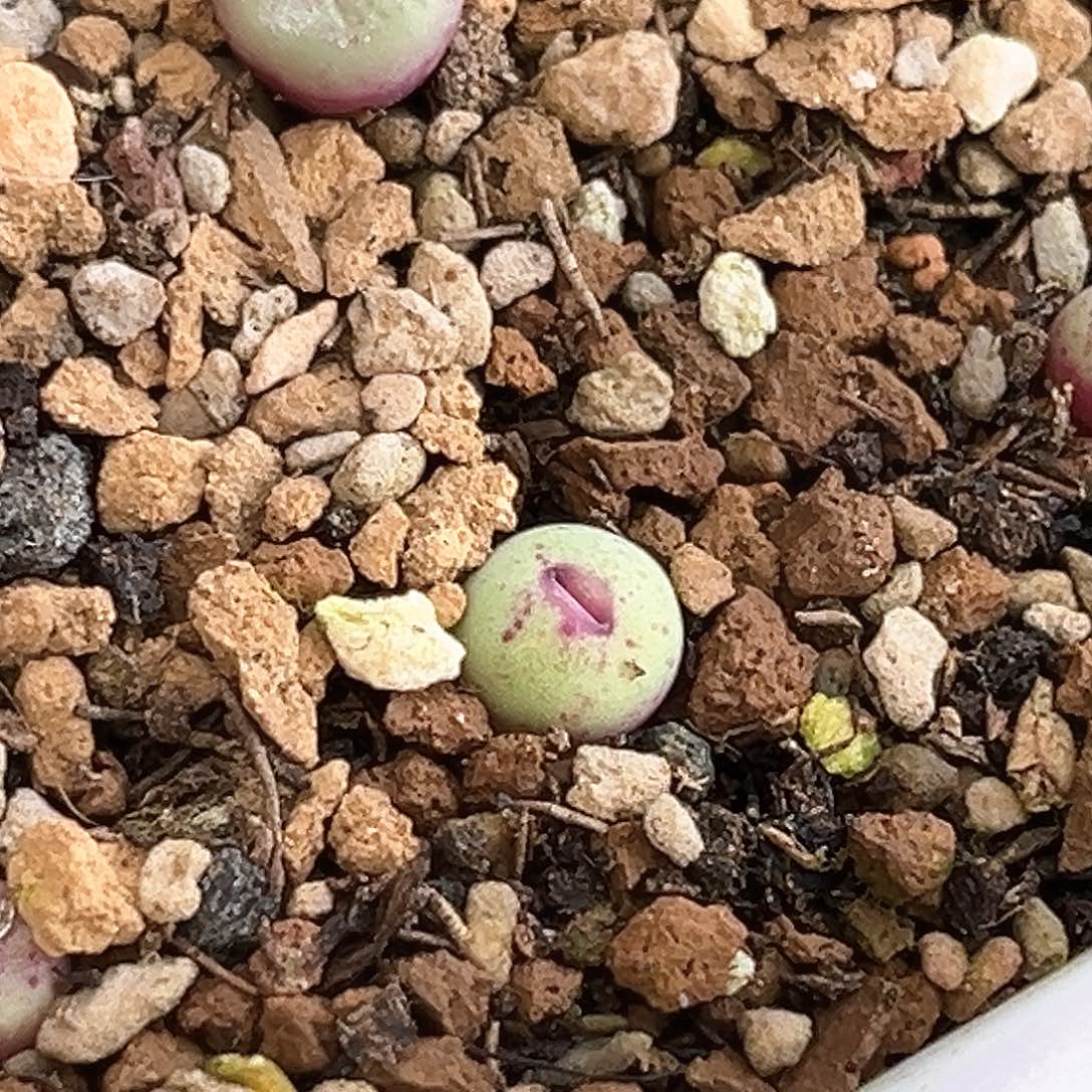 多肉植物满58包邮