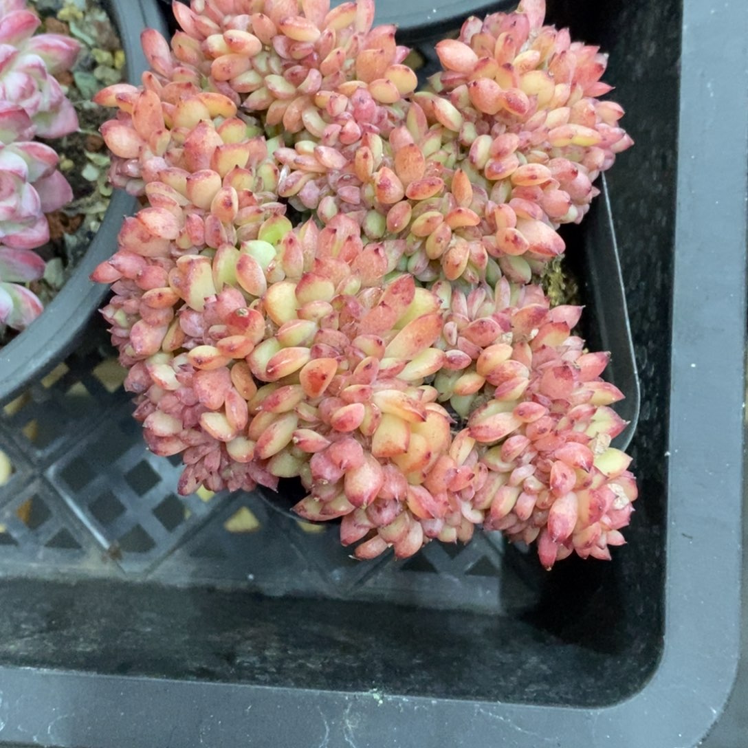 精品多肉一物一拍不包整220