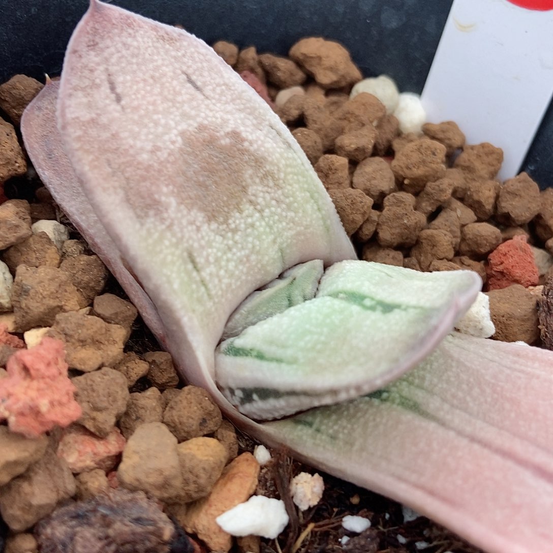 289肌松X转实生带盆发货