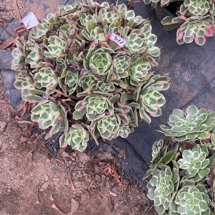 311女妖多肉植物法师