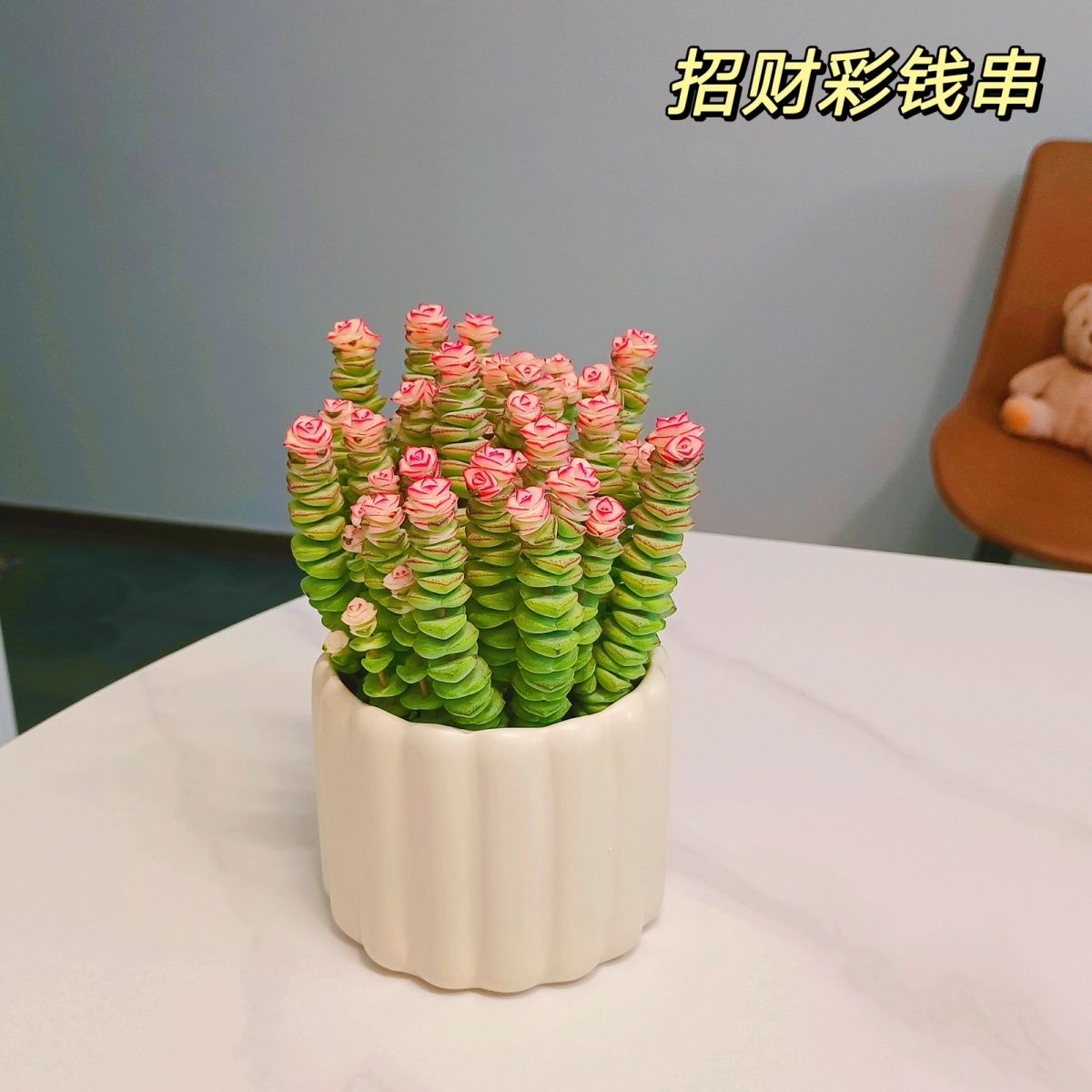 钱串桌面小盆栽招财多肉植物办公室内阳台防辐射绿植懒人花好养活