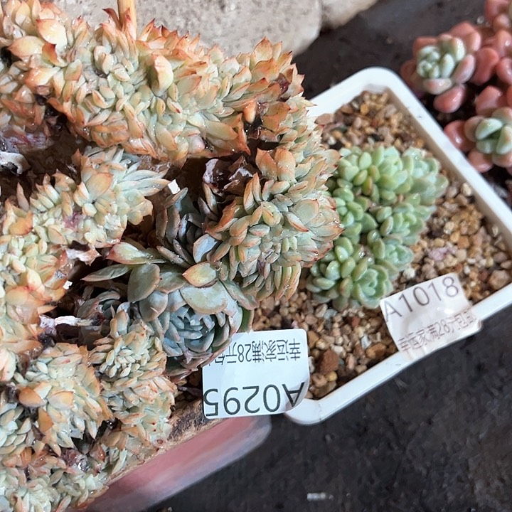 旺***?幸运的是我的朋友们