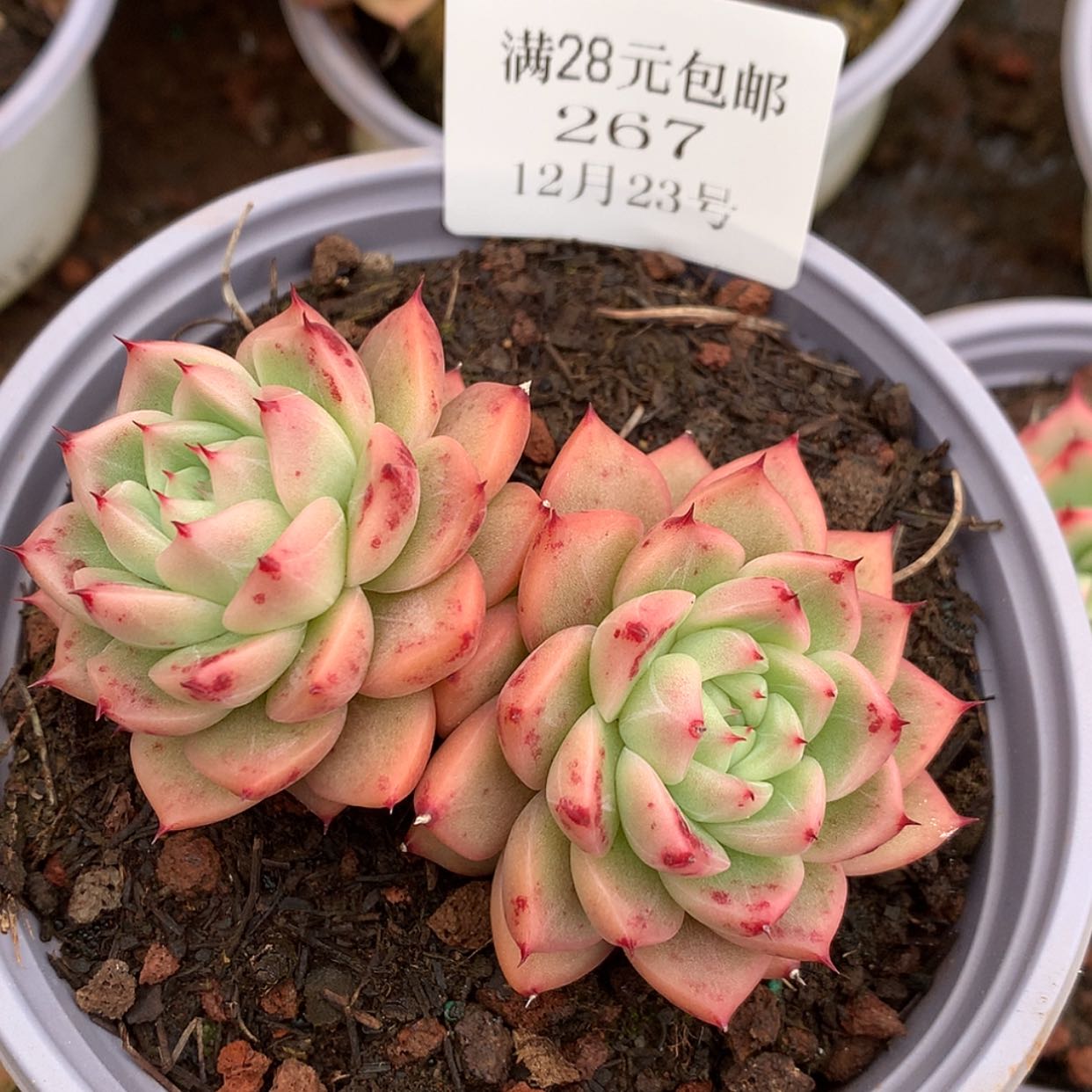 【闪购商品】云267号