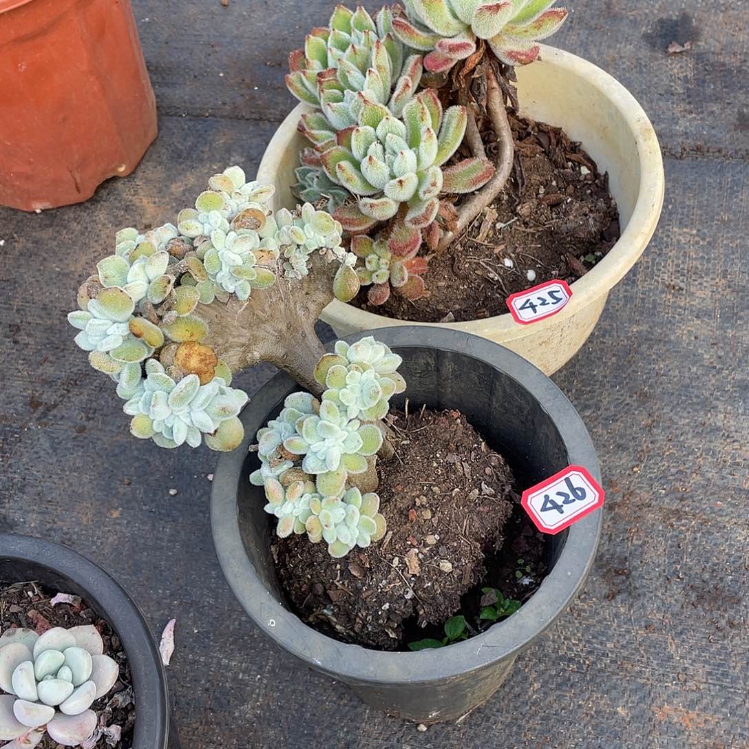 雨*425➕426两颗一物一拍多肉