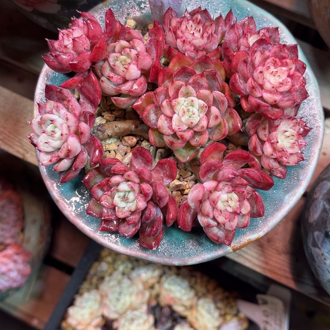 杂交duitayuyunhenvjunvnvn