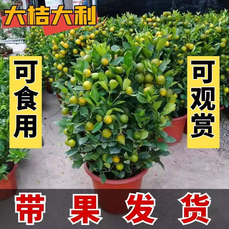 四季脆皮金桔树苗带盆带花带果可客厅阳台种植抗寒耐高温