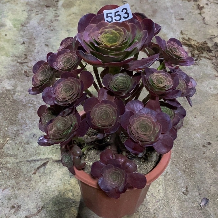 魅金玫瑰多肉553