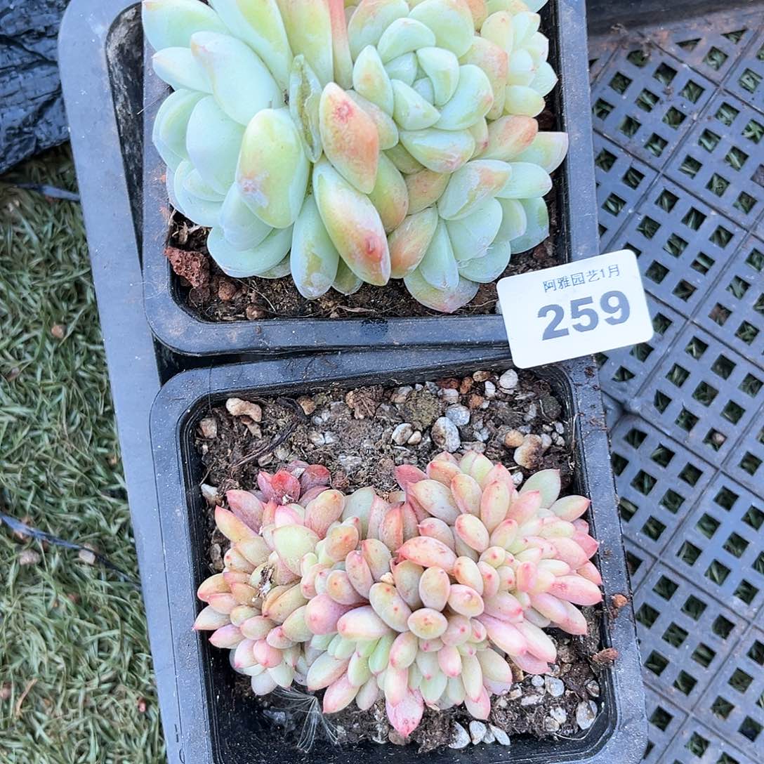 阿雅园艺。      259