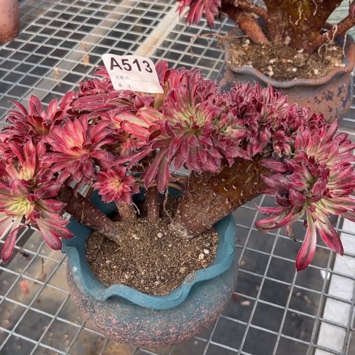 513朱雀缀化20厘米左右小精品