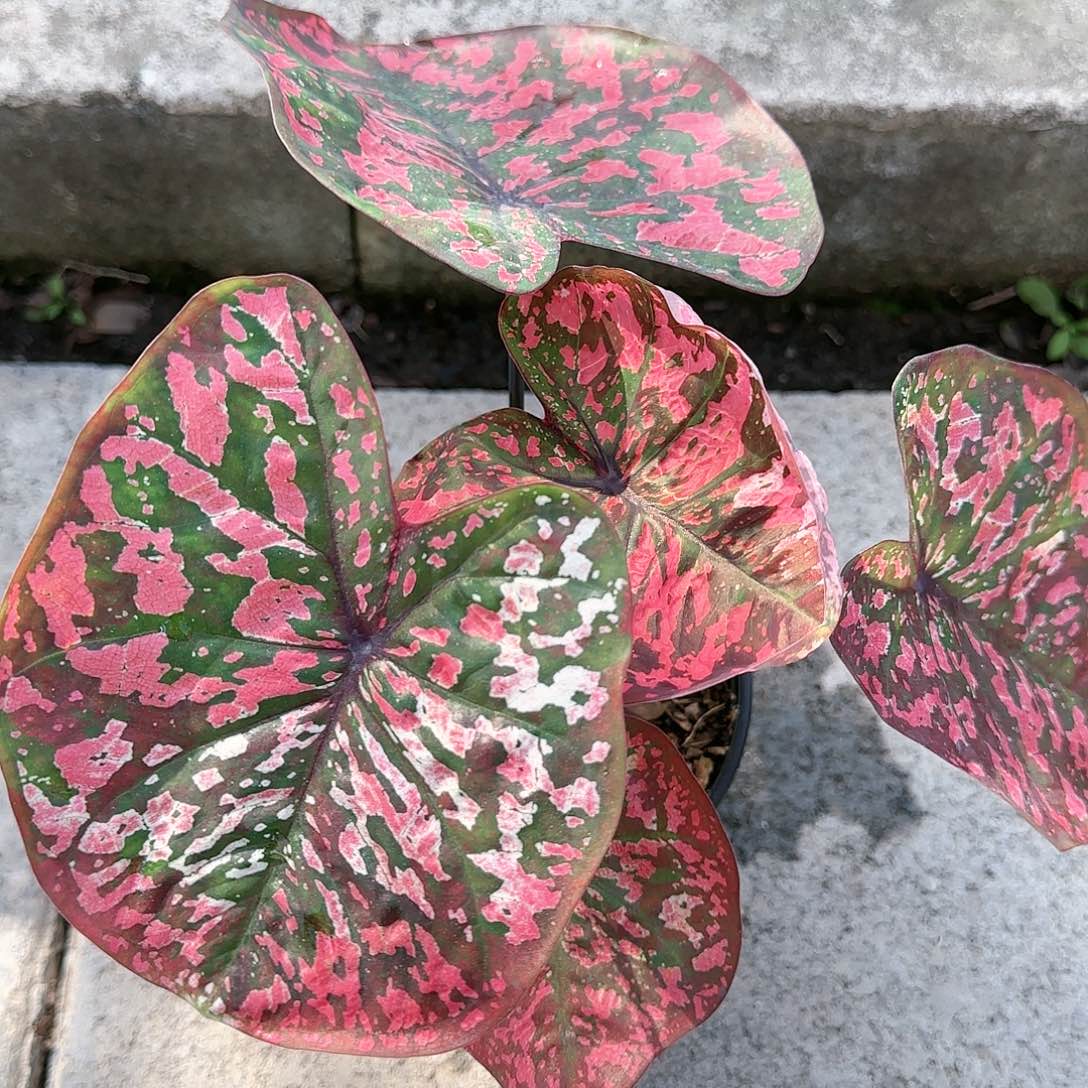 泰国彩叶芋05-0122