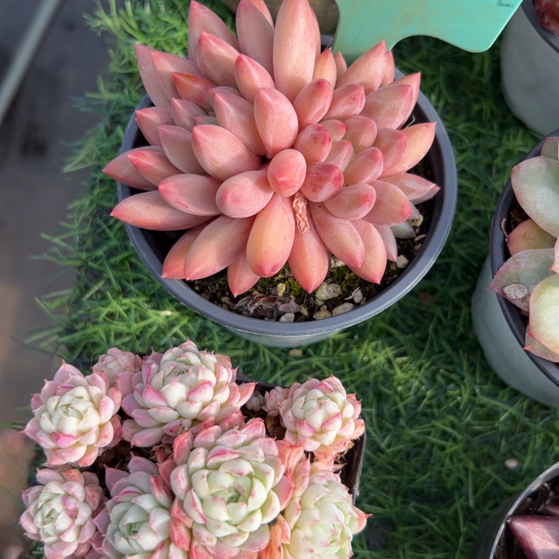 水晶球多肉植物保护