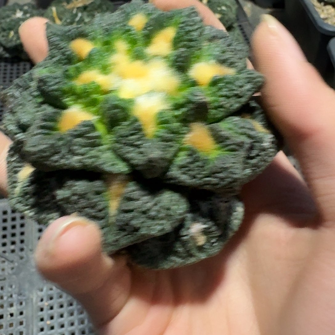 950好仙人球萝卜根