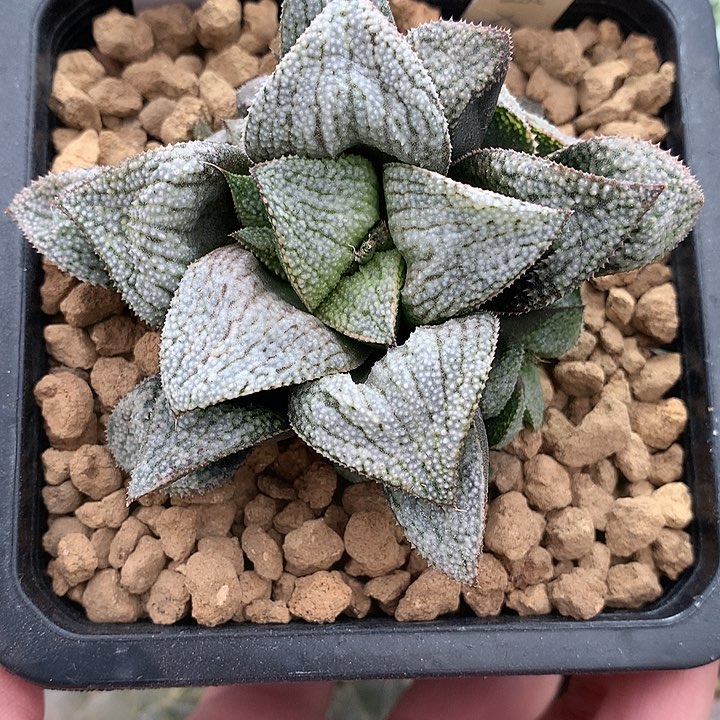 花岗杂白银杂春霞一物一拍