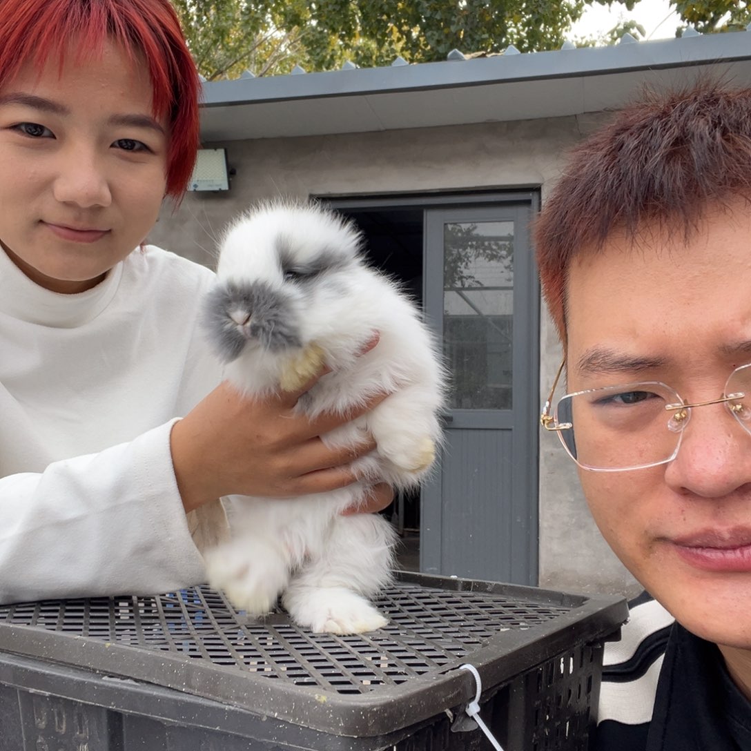 双血统英系安拉兔子