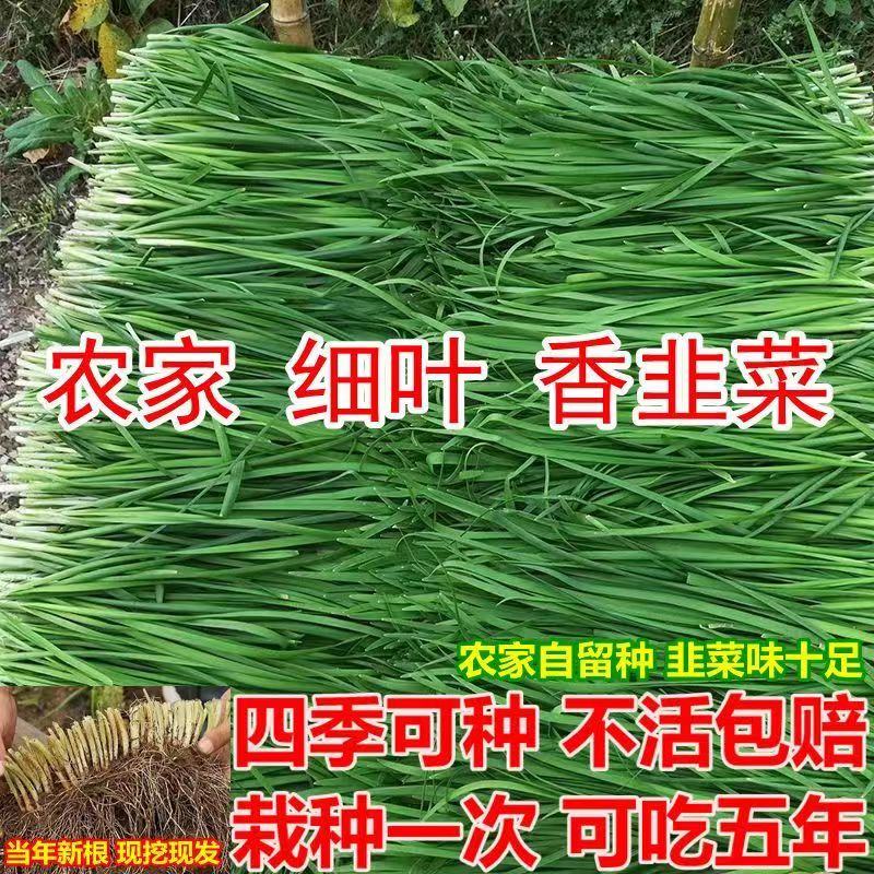 四季韭菜根农家自培小叶香韭菜现挖盆栽四季浓香阳台庭院可种植