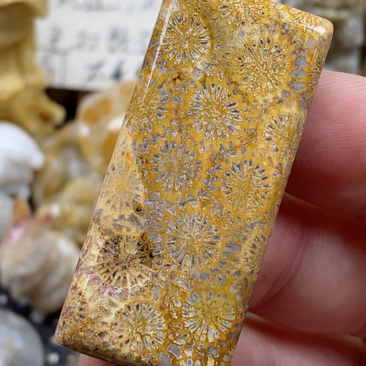 颈饰未镶嵌硅化珊瑚（珊瑚玉）