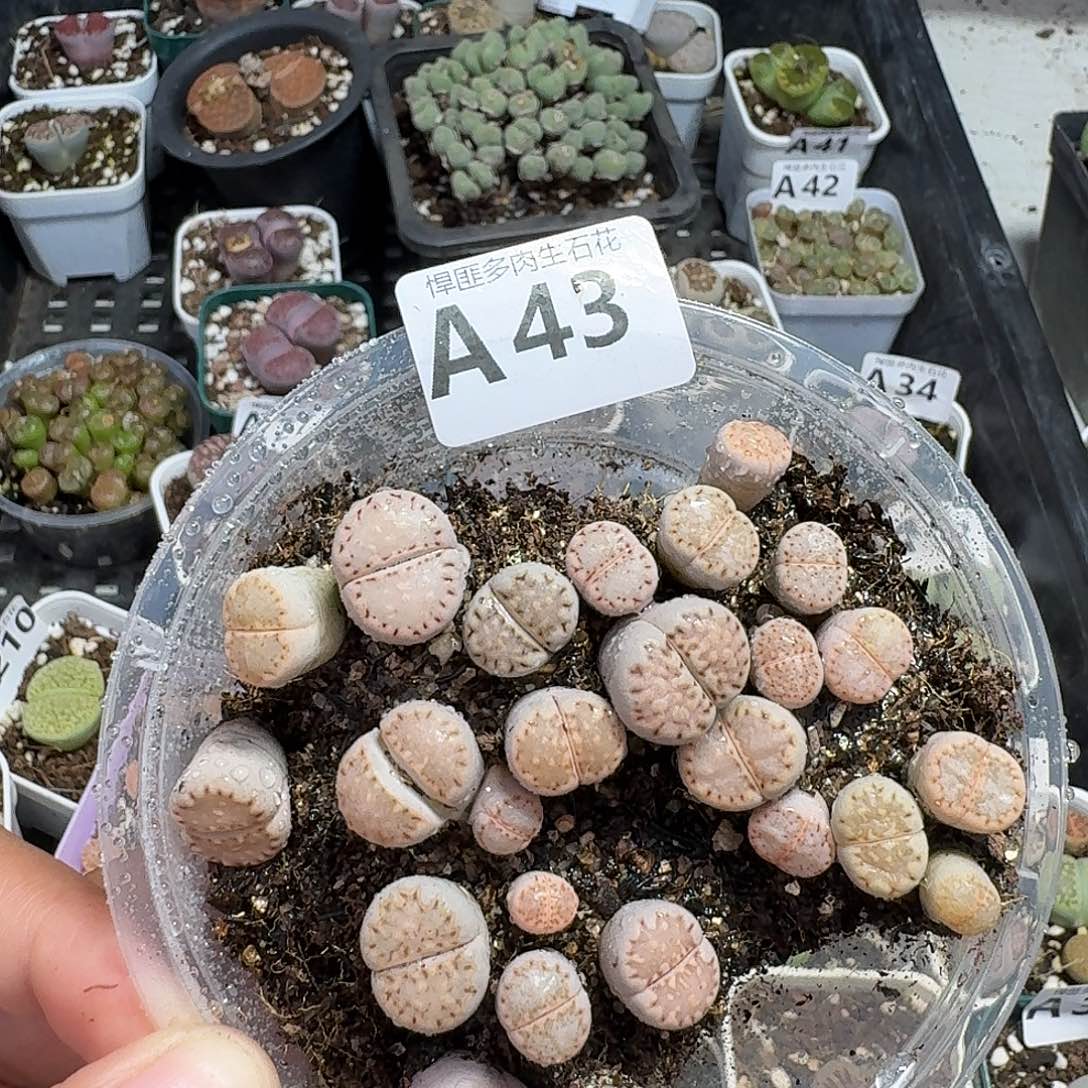 43多肉植物多肉植物