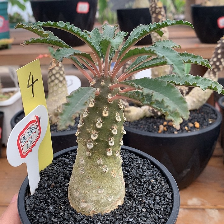 4椰子琉珊哈哈哈哈哈哈哈4厘米