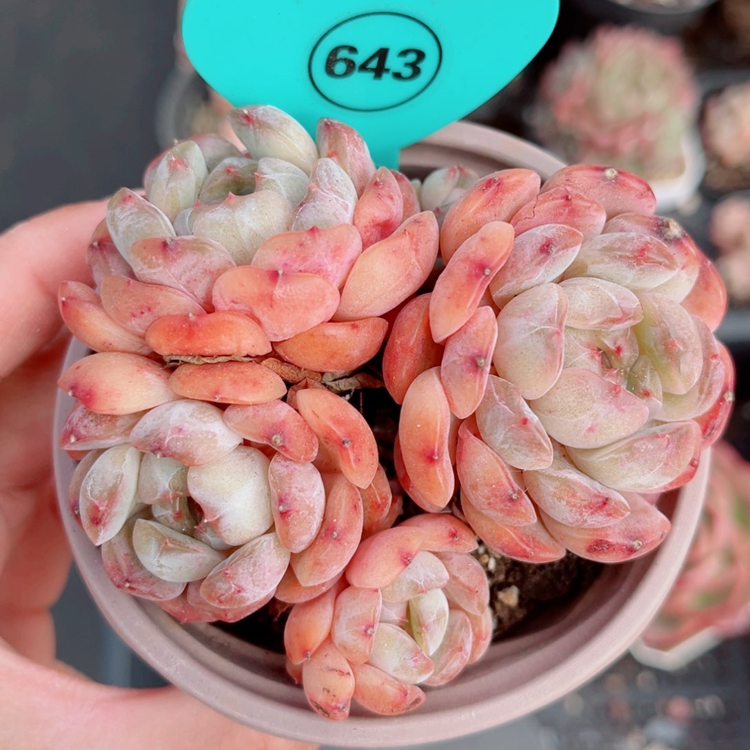 643号小老桩红恋群