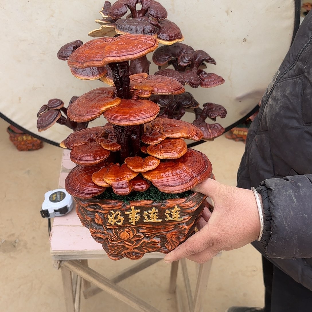 无花朵灵芝是我国著名植物